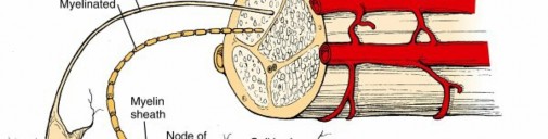 Illustration of tissue and intervertebral - Dr. Mohammed Hutaif