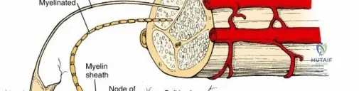 Illustration of tissue and intervertebral - Dr. Mohammed Hutaif
