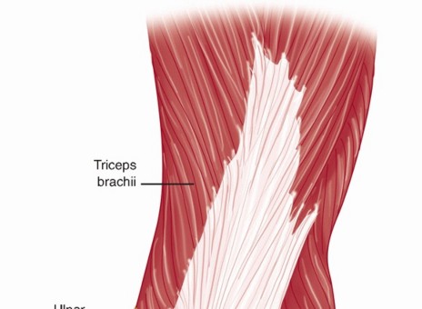 Illustration 33 for Surgical Approaches to Shoulder & Elbow: Pearls and Pitfalls
