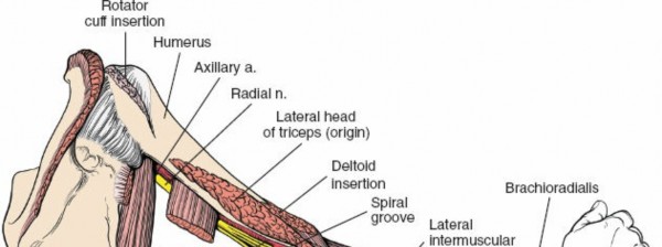 Illustration 116 for Mastering the Approach to the Distal Humerus: Safety & Skills