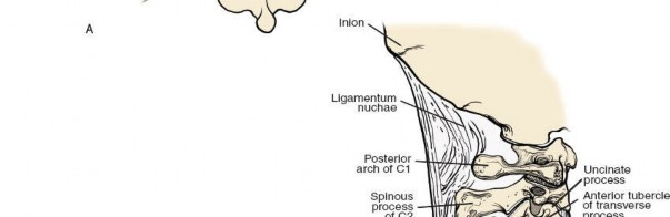 Illustration 214 for Approach to the Lumbar Spine: Mastering Techniques & Anatomy