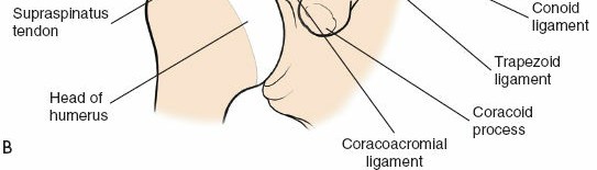 Illustration 154 for Essential Guide: Mastering Every Approach to the Shoulder