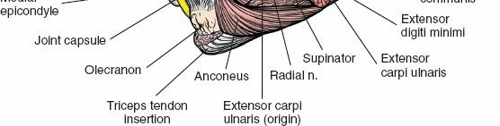 Illustration 133 for Mastering the Approach to the Distal Humerus: Safety & Skills