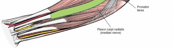 Illustration 5 for Radius Anterior Approach: Safe Nerve Protection & Complete Exposure