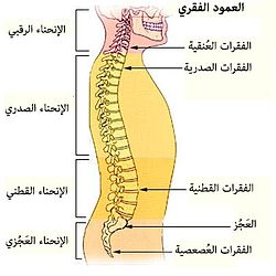 الجنف: دليلك الشامل لفهم انحراف العمود الفقري وعلاجه