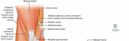 Comprehensive Surgical Anatomy of the Forearm: Osteology, Biomechanics & PIN