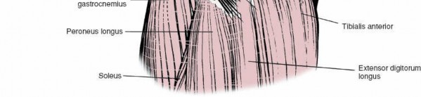 Illustration 160 for Mastering Knee Approaches: Spotlight on Superficial Medial Ligament