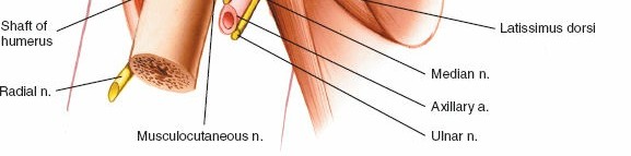 Illustration 5 for Enhance Anterior Shoulder Surgery: Crucial Joint Applied Surgical Anatomy