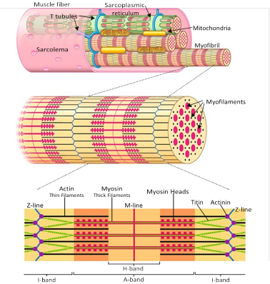 Illustration 6 for Decoding Von Willebrand Factor: Fundamental Basic Science Principles