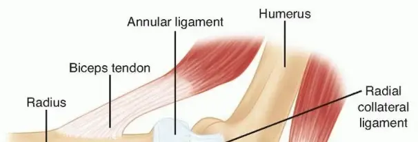 استبدال رأس عظم الكعبرة في الكوع: دليل شامل لاستعادة حركة ذراعك مع الأستاذ الدكتور محمد هطيف