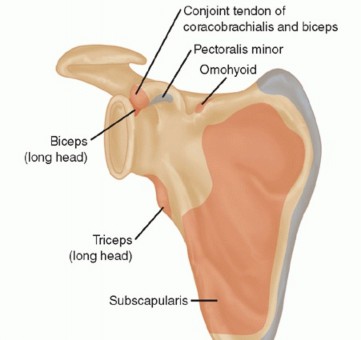 Illustration 2 for The Anatomy of the Shoulder & Elbow: Master Your Body