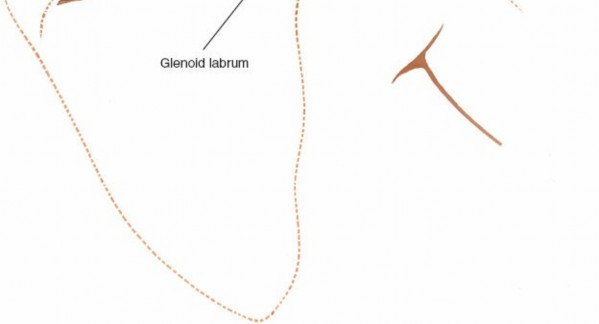 Illustration 181 for Essential Guide: Mastering Every Approach to the Shoulder