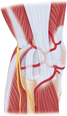 Illustration 12 for PROSTALAC Articulating Spacer: Treat Infected Knees, Regain Mobility