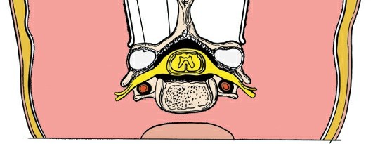 Illustration 180 for Approach to the Lumbar Spine: Mastering Techniques & Anatomy