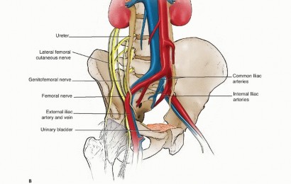 Illustration 2 for Surgical Pelvic Resection: Gluteus Maximus Muscle & Nerve Preservation
