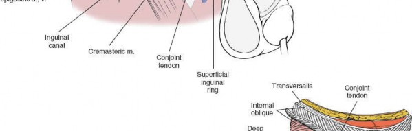 Illustration 92 for Pelvis & Acetabulum Approaches: Unlocking the Posterior Superior Iliac