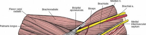 Illustration 3 for Critical Elbow Applied Surgical Anatomy: Enhance Your Practice