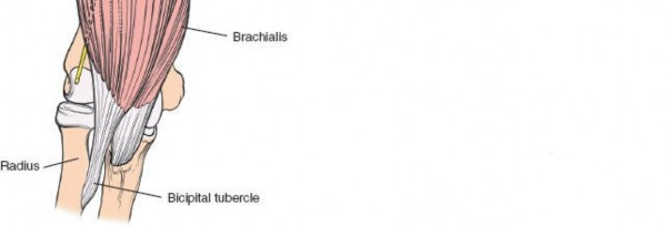 Illustration 24 for Enhance Anterior Shoulder Surgery: Crucial Joint Applied Surgical Anatomy
