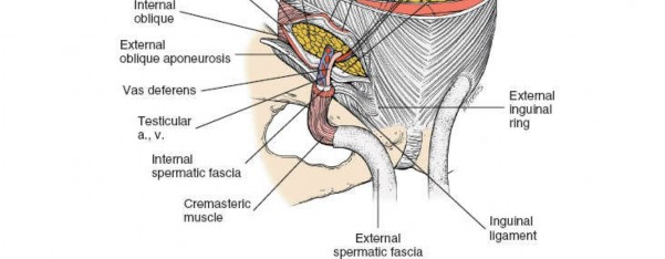 Illustration 109 for Pelvis & Acetabulum Approaches: Unlocking the Posterior Superior Iliac