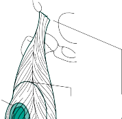 Illustration 21 for Master the Principles of Biopsy: Your Guide to Accurate Tissue Diagnosis