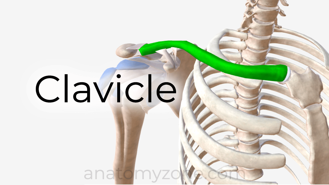 Clavicle Fractures: Epidemiology, Anatomy & Treatment Insights
