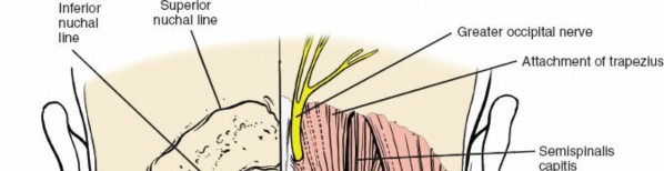 Illustration of cervical spine applied - Dr. Mohammed Hutaif