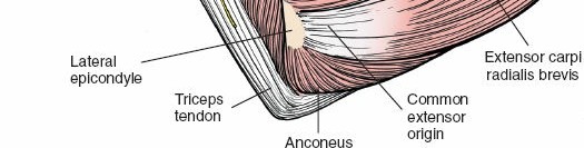 Illustration 127 for Mastering the Approach to the Distal Humerus: Safety & Skills