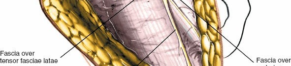 Illustration 26 for Unlocking Every Aspect of the Hip's Surgical Approaches