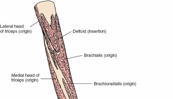 Illustration 140 for Mastering the Approach to the Distal Humerus: Safety & Skills