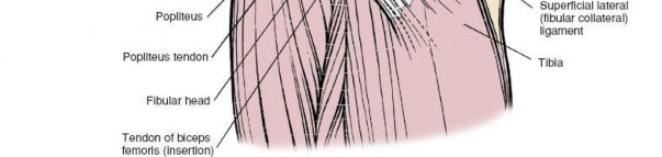 Illustration 172 for Mastering Knee Approaches: Spotlight on Superficial Medial Ligament