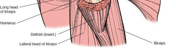 Illustration 12 for Deepen Skills: Anterolateral & Lateral Surgical Approaches