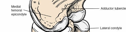 Illustration 131 for Mastering Knee Approaches: Spotlight on Superficial Medial Ligament