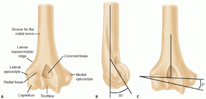 Illustration 22 for The Anatomy of the Shoulder & Elbow: Master Your Body