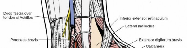 Illustration 171 for Optimized Approaches to the Dorsum of the Foot & Ankle