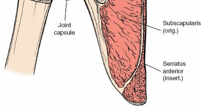 Illustration 86 for Essential Guide: Mastering Every Approach to the Shoulder