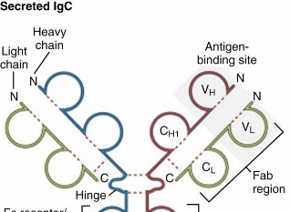 Illustration of immunology immunology immunology - Dr. Mohammed Hutaif