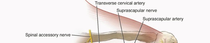 Is Your Dorsal Scapular Nerve Causing Snapping Scapula Pain?