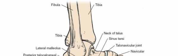 Illustration 167 for Optimized Approaches to the Dorsum of the Foot & Ankle