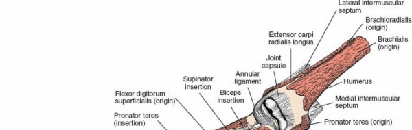 Illustration 16 for Unlock the Anterior Compartment of the Forearm: Surgical Keys