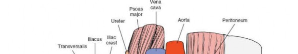 Illustration 13 for Navigating the Anatomy of the Ilioinguinal in Acetabular Surgery