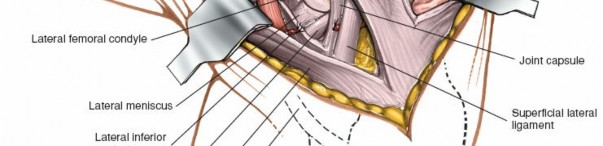 Illustration 154 for Mastering Knee Approaches: Spotlight on Superficial Medial Ligament