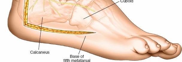 Illustration 130 for Optimized Approaches to the Dorsum of the Foot & Ankle