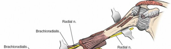 Illustration 17 for Mastering the Approach to the Distal Humerus: Safety & Skills
