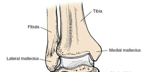 Illustration 161 for Optimized Approaches to the Dorsum of the Foot & Ankle