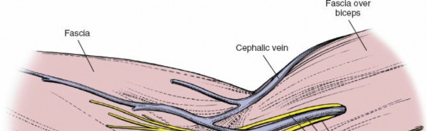 Illustration 99 for Mastering Elbow Approaches: Applied Surgical Anatomy for Precision