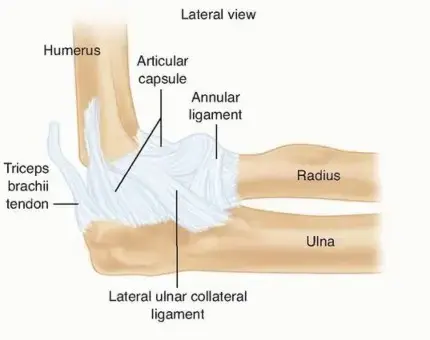 صورة توضيحية لـ مفصل المرفق المعقد: دليلك الشامل لكسور الخلع وعدم الاستقرار مع الأستاذ الدكتور محمد هطيف