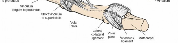 Illustration 15 for Unlock Easier Access: Dorsal Approach for Phalanges and Interphalangeal Joints