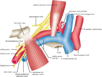 Thoracic Outlet Syndrome Explained: Symptoms & Effective Relief