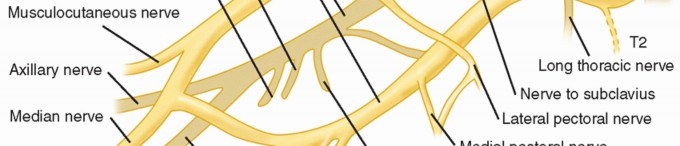 Illustration 20 for The Anatomy of the Shoulder & Elbow: Master Your Body