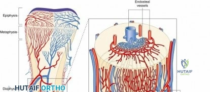 Illustration of bone vascular supply - Dr. Mohammed Hutaif
